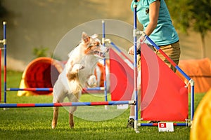 Dog is jumping over the hurdles.