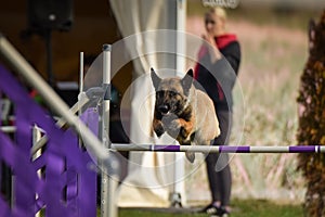 Dog is jumping over the hurdles.