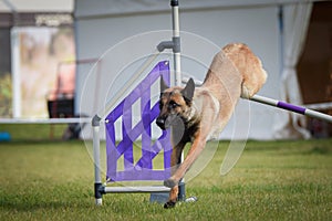 Dog is jumping over the hurdles.