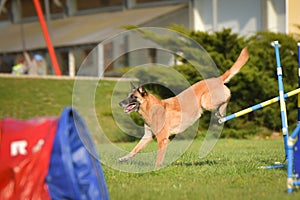 Dog is jumping over the hurdles.