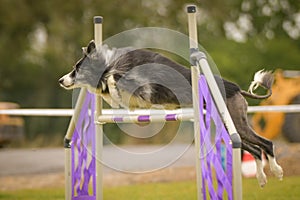 Dog is jumping over the hurdles.