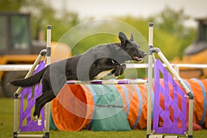 Dog is jumping over the hurdles.