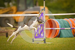 Dog is jumping over the hurdles.