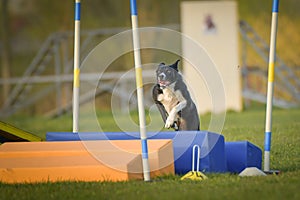 Dog is jumping over the hurdles.