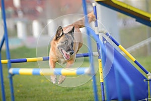 Dog is jumping over the hurdles.