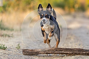 dog is jumping over a large tree trunk in the forest, appenzeller sennenhund