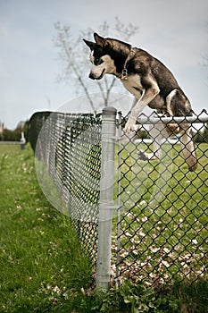 Dog jumping over an outdoor dog park fence