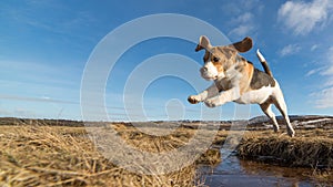 Pes skákanie cez voda 