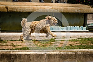A dog jumping in the park