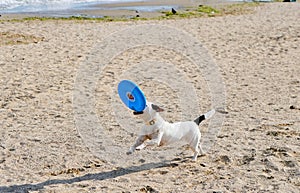 Dog jumping playing with flying disk at sea beach