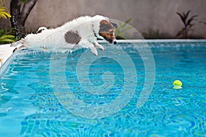 Dog jumping to retrieve a ball in swimming pool