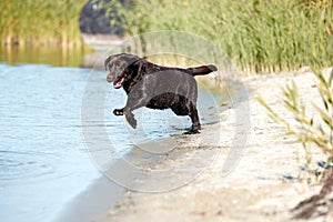 Dog jumping to river, sea water in summer, brown retriever resting, playing on beach. Happy purebred labrador. Travel