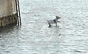 Dog jumping to the water, dog terrier, funny dog, flying dog, dog terrier