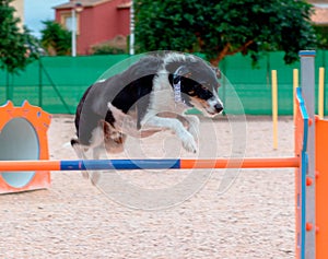 A dog jumping training agility