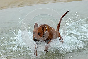 Dog jumping in water
