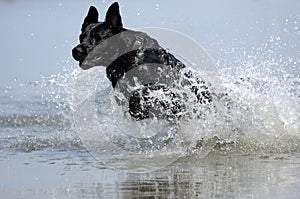 El perro saltando en el agua 