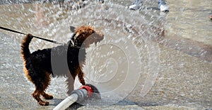 Dog jumping in water