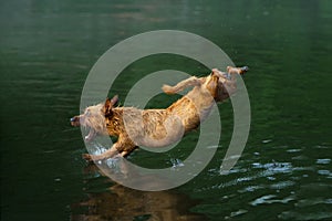 dog jumping into the water. Active wet australian terrier in nature