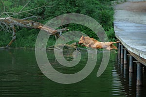 dog jumping into the water. Active wet australian terrier in nature