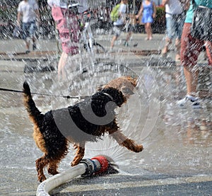 Dog jumping in water