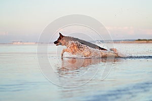 dog jumping in water. German Shepherd on the beach, on the sea