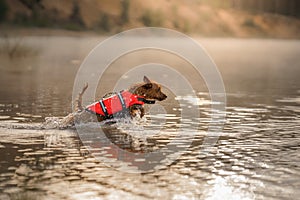 dog jumping into the water in a life jacket. Active wet australian terrier in nature