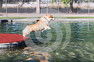 Dog jumping in water