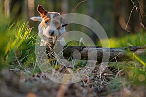 Dog jumping in wood Jack Russell Terrier.