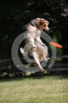 Dog jumps for frisbee disc