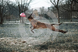 The dog jumps high and plays in Frisbee