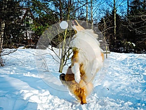 The dog jumps high in the snow.