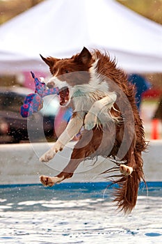 Dog Jumps Out Over Pool For Toy