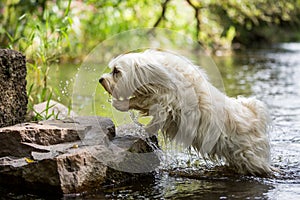 Dog jumps out of the water