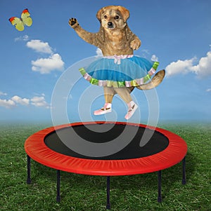 Dog jumps on round trampoline 3