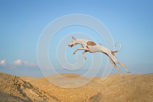 dog jumps through the sand dunes. Graceful Ibizan Hound. Pet in nature