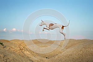dog jumps through the sand dunes. Graceful Ibizan Hound. Pet in nature