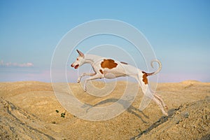 dog jumps through the sand dunes. Graceful Ibizan Hound. Pet in nature