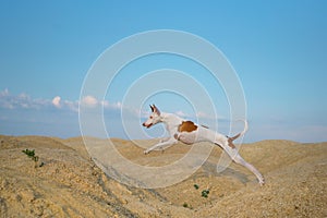 Dog jumps through the sand dunes. Graceful Ibizan Hound. Pet in nature