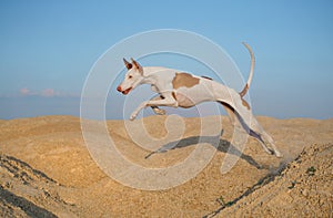Dog jumps through the sand dunes. Graceful Ibizan Hound. Pet in nature