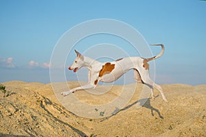 Dog jumps through the sand dunes. Graceful Ibizan Hound. Pet in nature