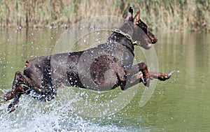 Dog jumps in the water