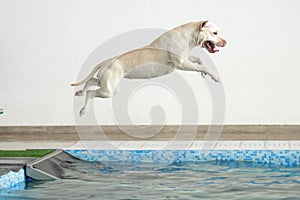 The dog jumps into the water