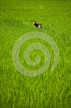 Dog keeping a rice field