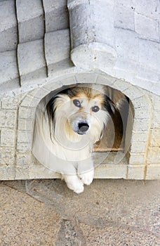 Dog in a kennel photo