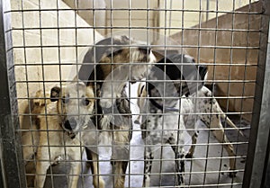 Dog in kennel