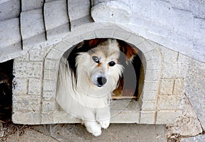 Dog in a kennel photo