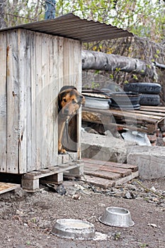 Dog in kennel photo