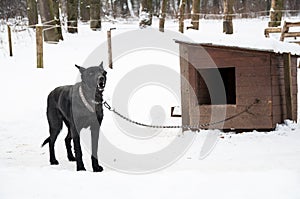 Dog on kennel chain photo