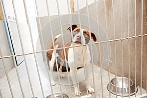 A dog in a kennel, waiting to be adopted. Behind bars. Looking sad. photo