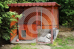 Dog in the kennels